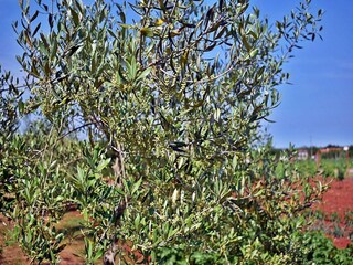 Appartamento Valbandon  39