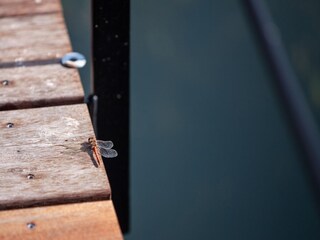 Vakantiehuis Gedinne  23