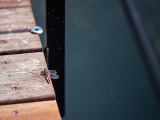 Vakantiehuis Gedinne  20