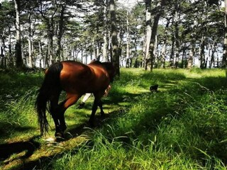 Vakantiehuis Rabac Omgeving 38