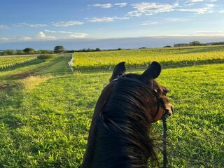 Apartment Rabac Environment 35