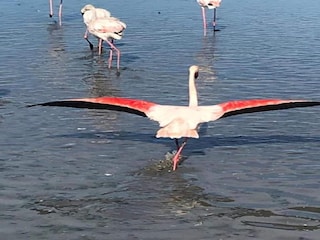 Appartamento Le Grau-du-Roi Ambiente 33