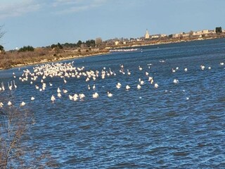 Apartamento Le Grau-du-Roi Entorno 28