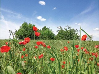 Casa per le vacanze Marliana Ambiente 27