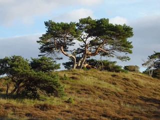 Vakantiehuis Vejby Strand  19
