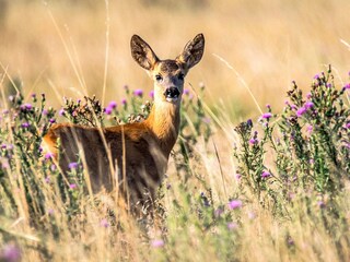 Vakantiehuis Welt  9