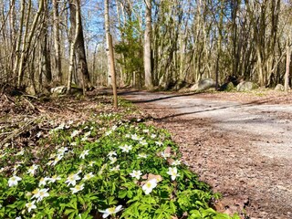 Vakantiehuis Kalmar  10