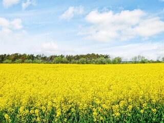 Vakantiehuis Welt  13