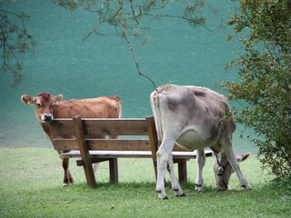 Appartamento per vacanze Fieberbrunn Ambiente 20