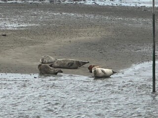 Vakantiehuis Fanø Bad  22