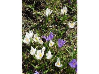 Frühlingsblumen