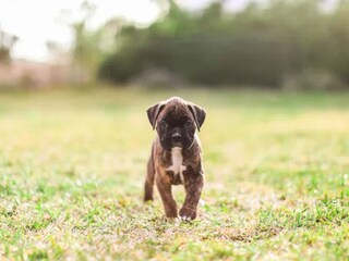 Villa Gouves Omgeving 30