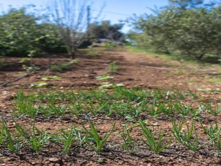 Villa Stavromenos Environnement 30