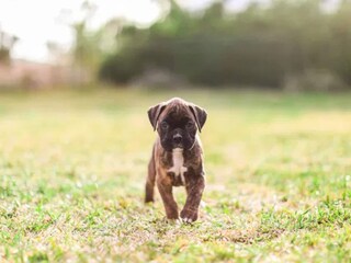 Villa Prines Omgeving 19