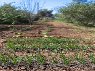 Villa Vasilikos Umgebung 28