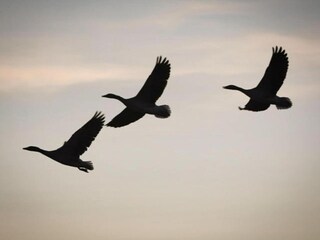 Ferienhaus Broek in Waterland  39