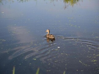 Maison de vacances Broek in Waterland Environnement 24