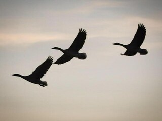 Ferienhaus Broek in Waterland  40