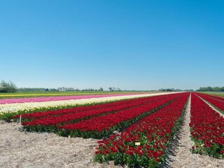 Vakantiehuis Oudesluis Omgeving 20