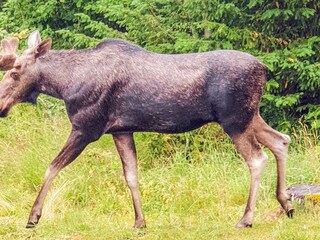 Vakantiehuis Muskö  19