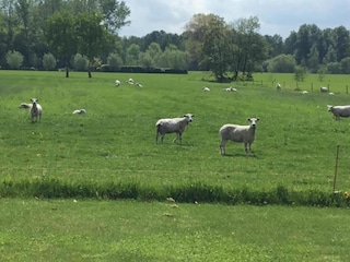 Ferienhaus Boxtel Umgebung 35