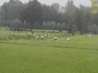 Maison de vacances Boxtel Environnement 18