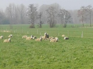 Maison de vacances Boxtel Environnement 19