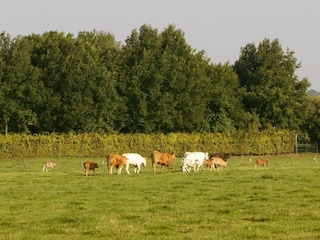 Ferienhaus Margraten Umgebung 17