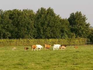 Maison de vacances Margraten Environnement 13