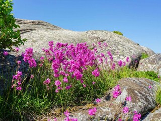 Vakantiehuis Ellös  12