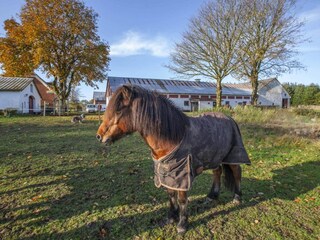 Ferienhaus Lyngså Außenaufnahme 7