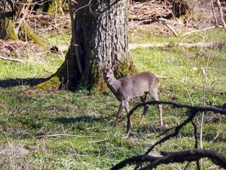 Ferienhaus Lyngså  30