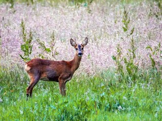 Ferienhaus Lyngså  28
