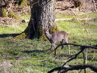 Casa de vacaciones Lyngså  11