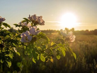 Holiday house Køge  37