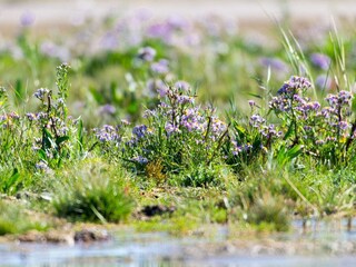 Casa per le vacanze Fanø Bad  29
