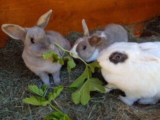 Boerderij Innichen Buitenaudio-opname 21