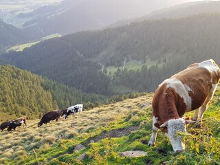 Boerderij Innichen Buitenaudio-opname 19