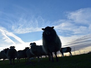 Ferienhaus Ostseebad Schönhagen Umgebung 18