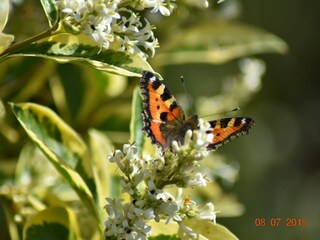 Ferienhaus Ostseebad Schönhagen Umgebung 23