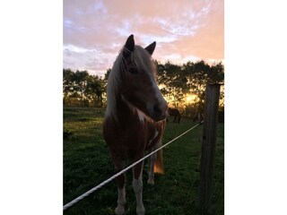 Ferienhaus Ostseebad Schönhagen Umgebung 27