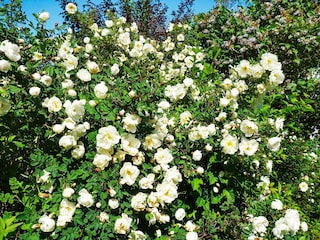 Ferienhaus Havstenssund Außenaufnahme 5