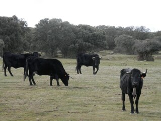 Vakantiehuis Vega de Santa María  39