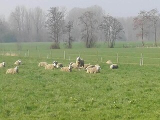 Maison de vacances Boxtel Environnement 36