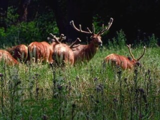 Maison de vacances Boxtel Environnement 37