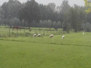 Maison de vacances Boxtel Environnement 27