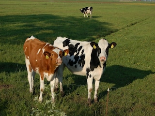 Ferienhaus Workum Umgebung 30