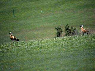 Chalet Arguineguin  40