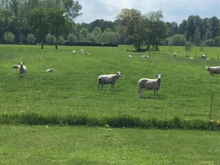 Casa per le vacanze Boxtel Ambiente 34