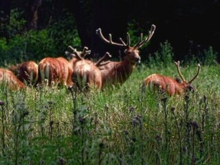 Vakantiehuis Boxtel Omgeving 14